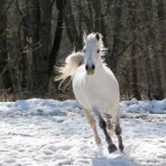 Three Rules for Profitable Horse Businesses