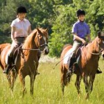 Three Ideas For Horse Business Extra Income Streams