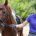 Starting a Horse Business is Not Just About the Money