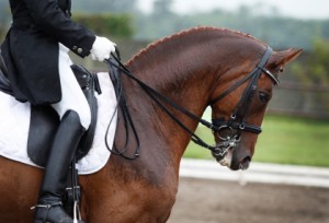 horse-dressage