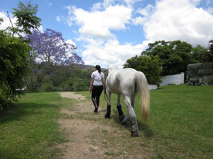 Why People work with horses