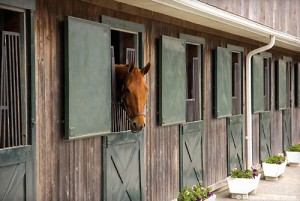 Taking care of stabled horse