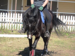 happy-horse