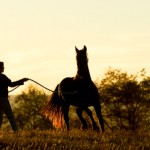 Training a horse