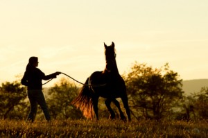 Training a horse