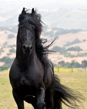 black beauty horse