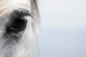 Horse Eye