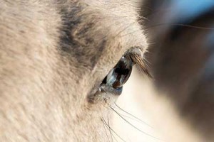 horse-eyes2