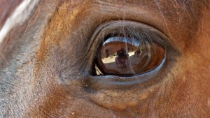 horse-eye